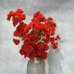شاخه شکوفه پر حجم